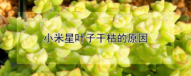 小米星葉子干枯的原因