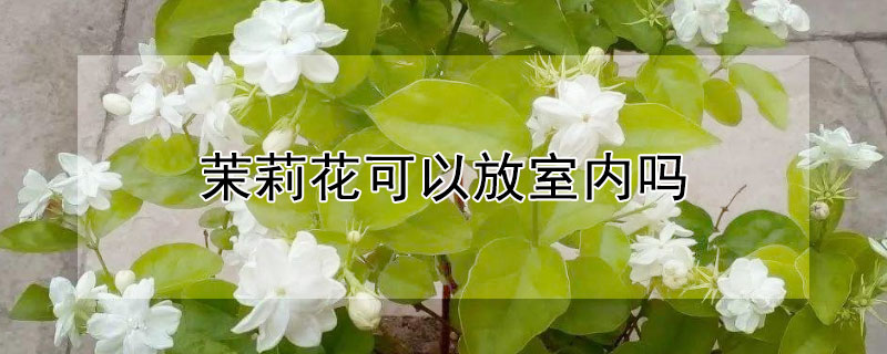 茉莉花可以放室內(nèi)嗎