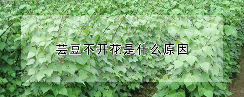 蕓豆不開花是什么原因