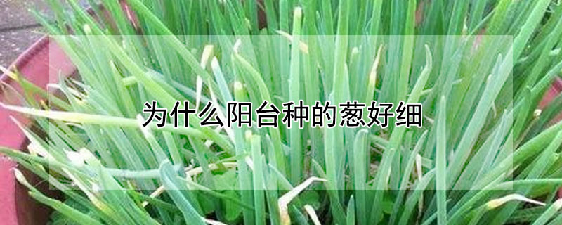 為什么陽(yáng)臺(tái)種的蔥好細(xì)