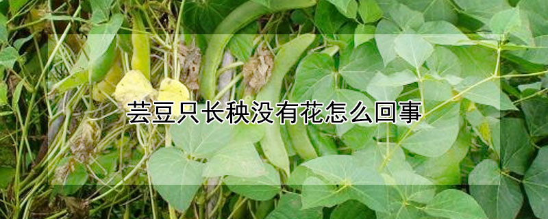 蕓豆只長秧沒有花怎么回事