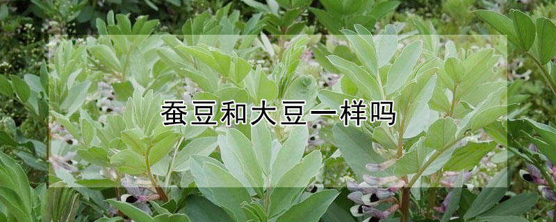 蠶豆和大豆一樣嗎