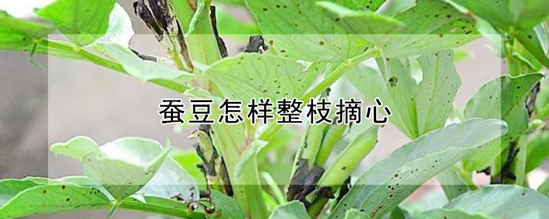 蠶豆怎樣整枝摘心