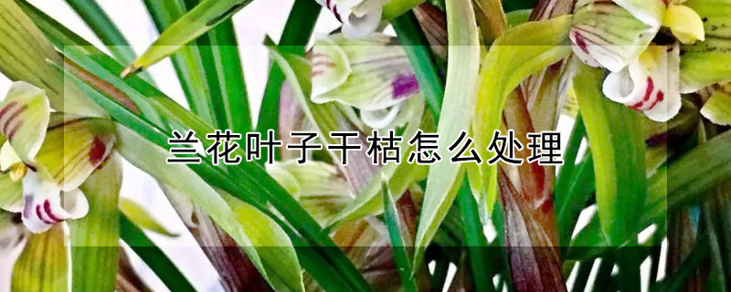 蘭花葉子干枯怎么處理