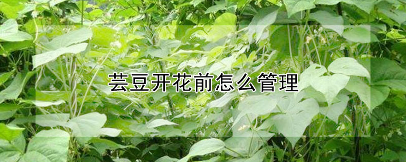 蕓豆開花前怎么管理