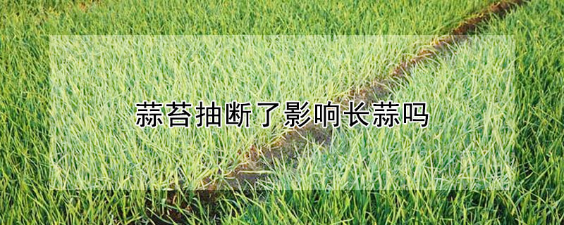 蒜苔抽斷了影響長蒜嗎