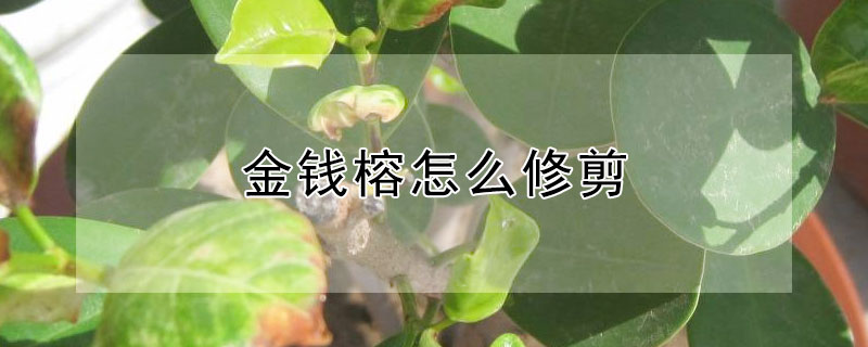 金錢榕怎么修剪