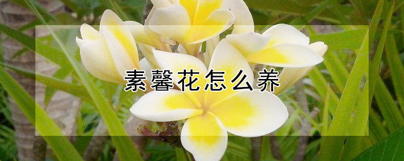 素馨花怎么養