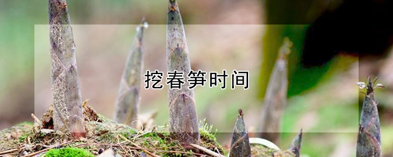 挖春筍時間