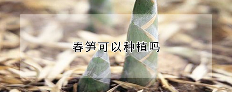 春筍可以種植嗎