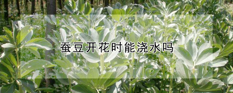 蠶豆開花時能澆水嗎