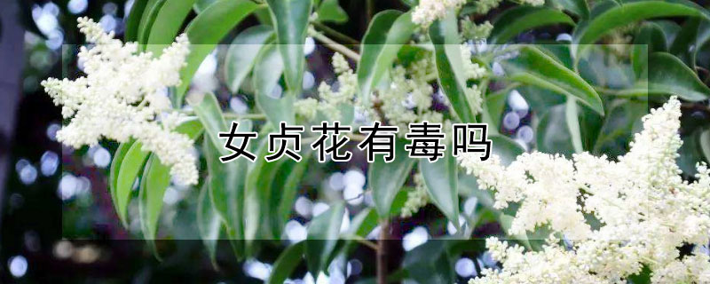 女貞花有毒嗎