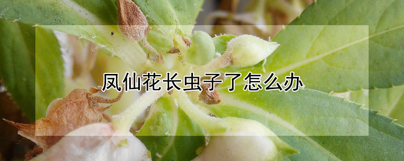 鳳仙花長蟲子了怎么辦