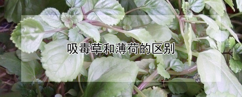 吸毒草和薄荷的區別