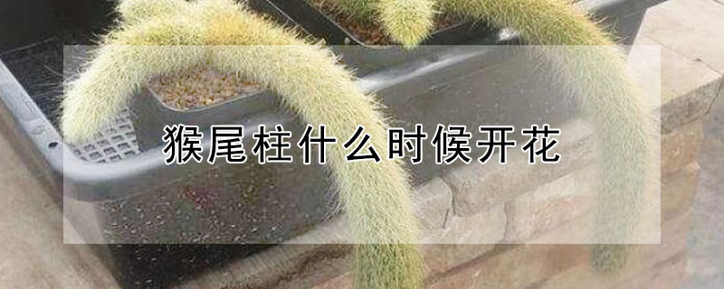 猴尾柱什么時候開花