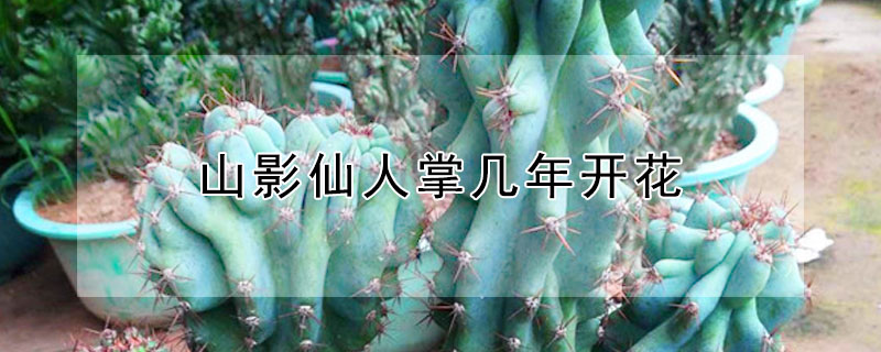 山影仙人掌幾年開花