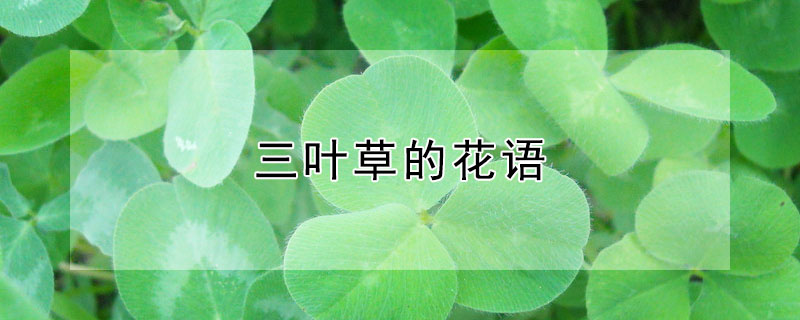 三葉草的花語