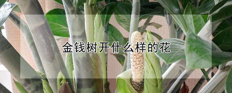 金錢樹開什么樣的花