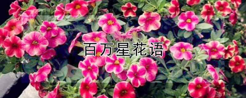 百萬星花語