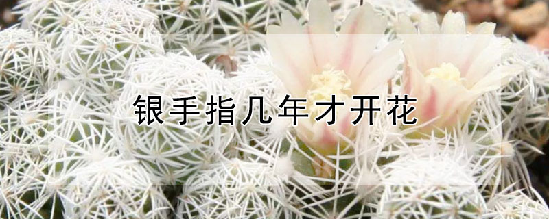 銀手指幾年才開花