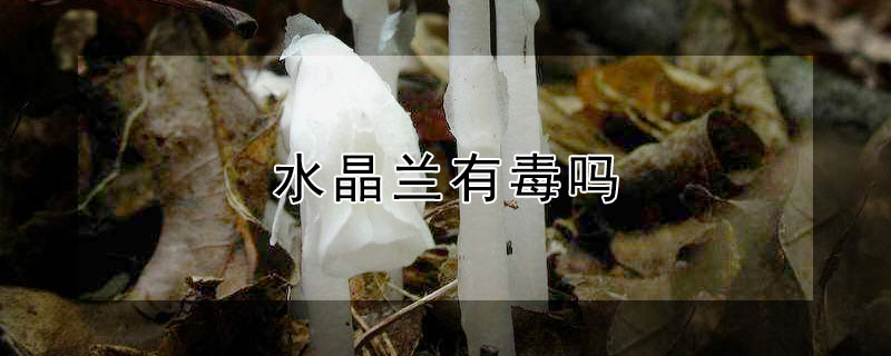 水晶蘭有毒嗎