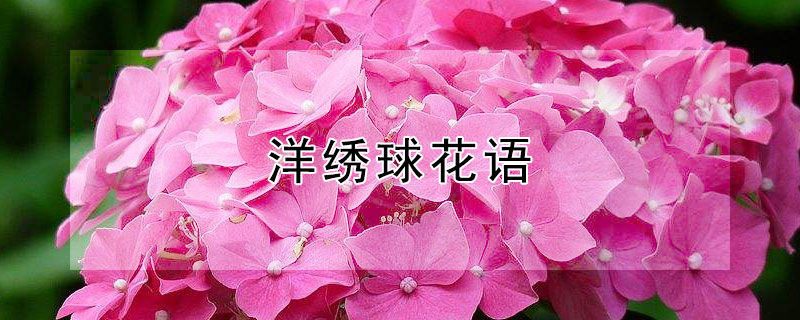 洋繡球花語