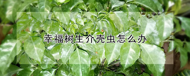 幸福樹生介殼蟲怎么辦