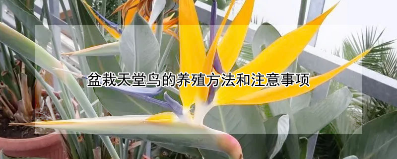 盆栽天堂鳥的養(yǎng)殖方法和注意事項