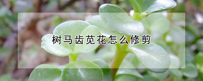 樹(shù)馬齒莧花怎么修剪