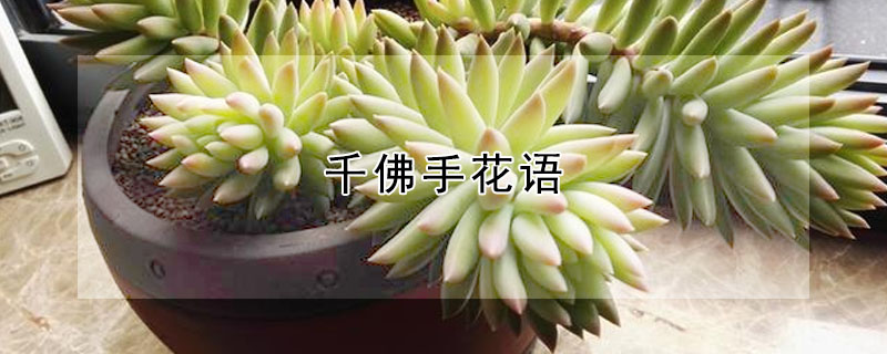 千佛手花語