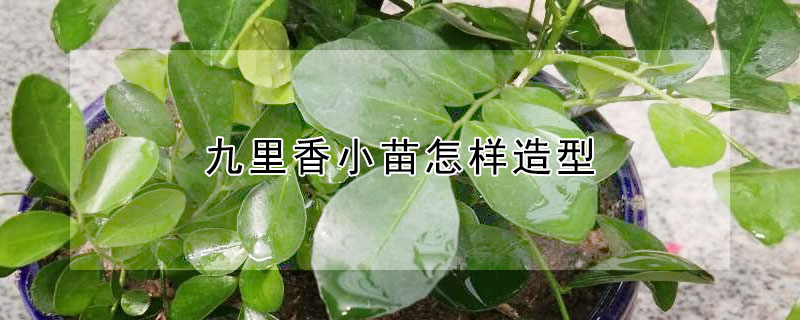 九里香小苗怎樣造型