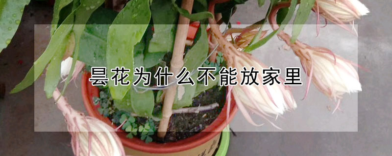 曇花為什么不能放家里