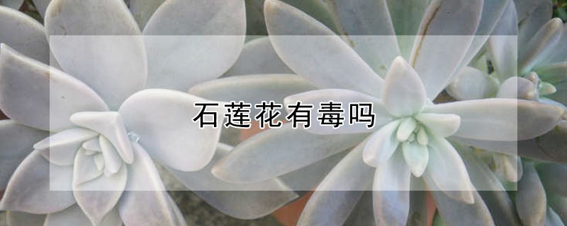 石蓮花有毒嗎