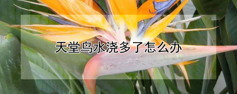 天堂鳥水澆多了怎么辦