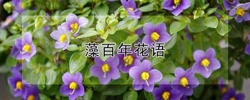 藻百年花語