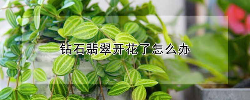 鉆石翡翠開花了怎么辦