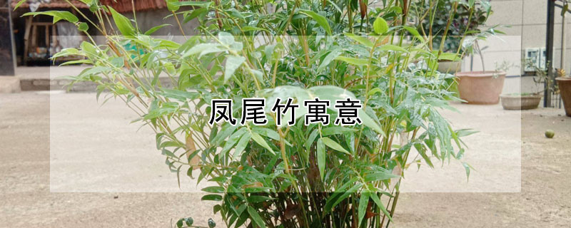 鳳尾竹寓意