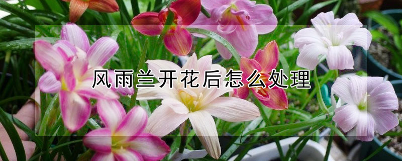 風雨蘭開花后怎么處理