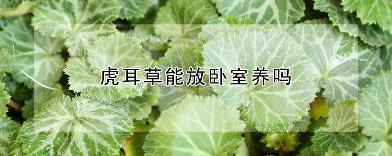 虎耳草能放臥室養(yǎng)嗎