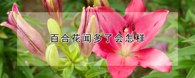 百合花聞多了會怎樣