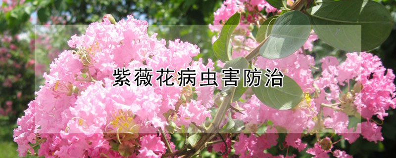 紫薇花病蟲(chóng)害防治