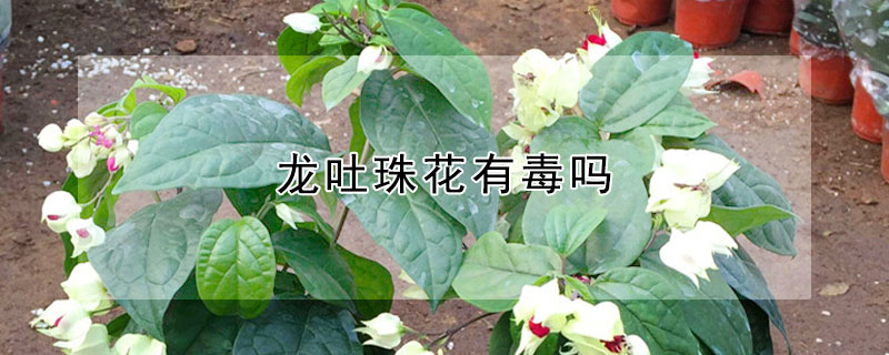 龍吐珠花有毒嗎