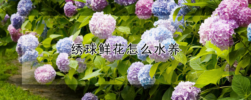 繡球鮮花怎么水養