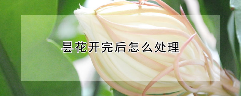 曇花開完后怎么處理