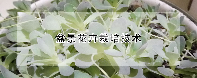 盆景花卉栽培技術