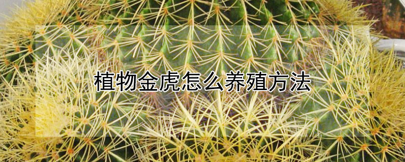 植物金虎怎么養殖方法