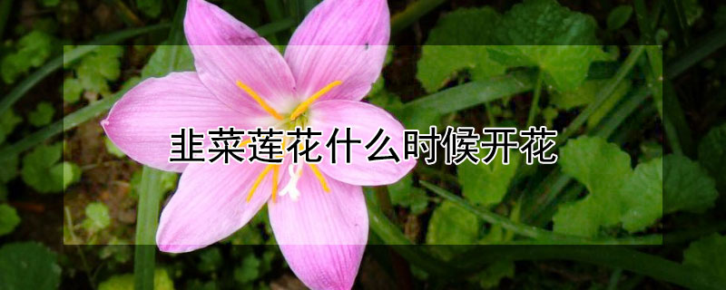 韭菜蓮花什么時候開花