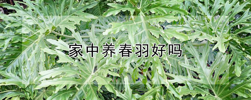 家中養(yǎng)春羽好嗎