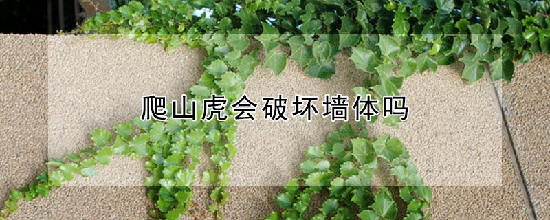 爬山虎會破壞墻體嗎