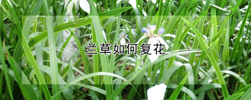 蘭草如何復花